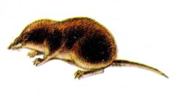 Бурозубка обыкновенная отряд