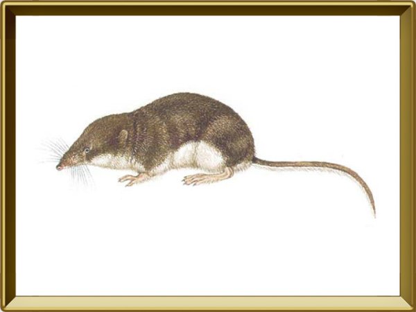 Бурозубка обыкновенная на белом фоне