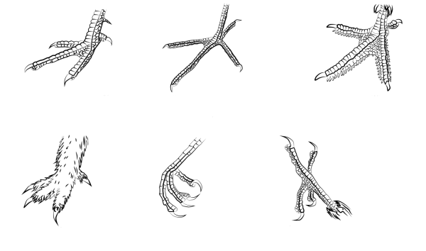 Лапы птицы референс