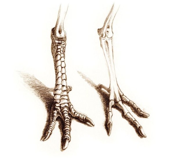 Лапы птицы снизу вверх