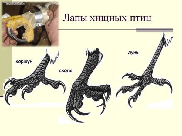 Строение ноги птицы