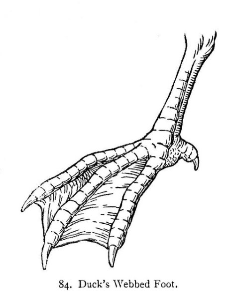 Лапы птицы референс