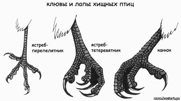 Лапы птиц