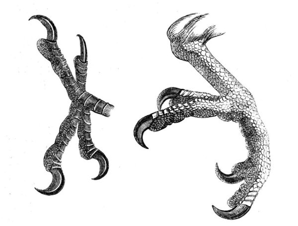 Ноги птиц референс