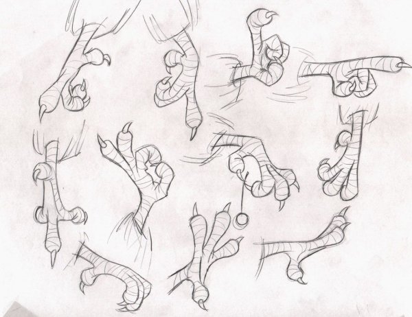 Строение птичьей лапы