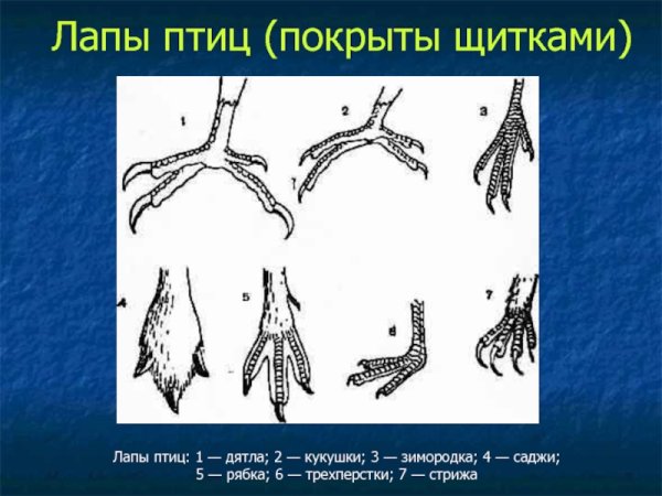 Куриная лапа на белом фоне