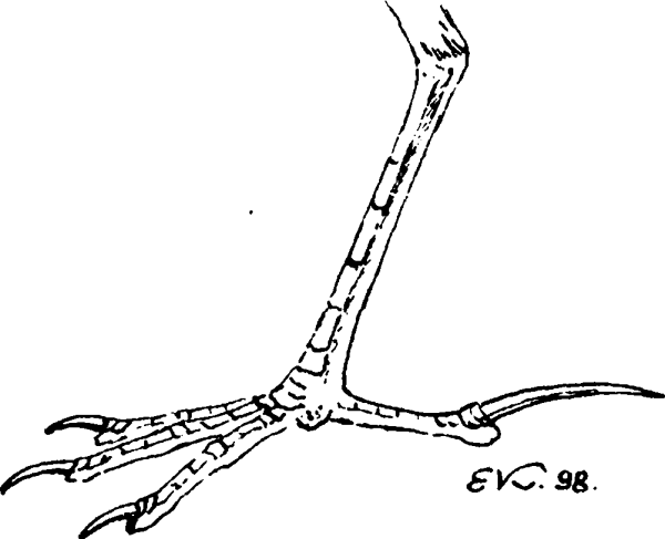Внешнее строение дневных хищных птиц