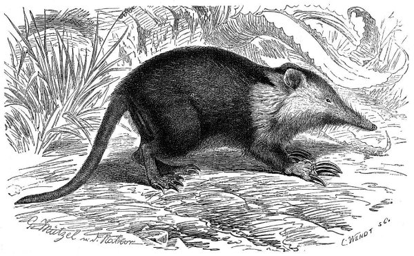 Кутора обыкновенная рисунок