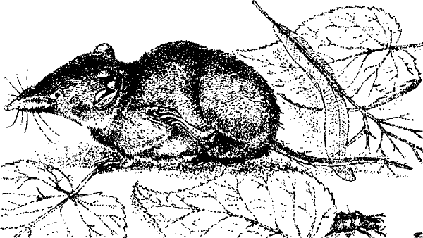 Рисунки мышек землероек