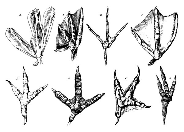 Лапы ловчих птиц