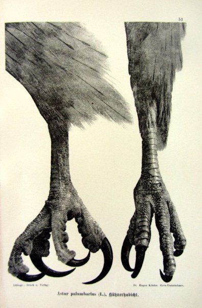 Лапы птицы референс