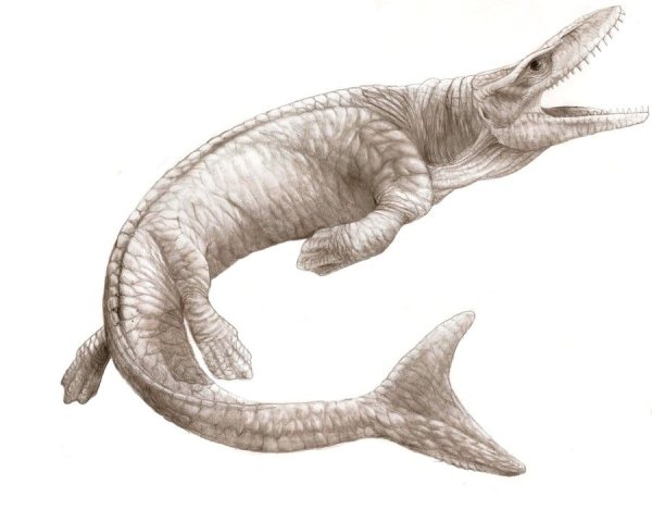 Мозазавр референс