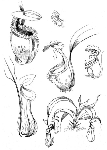 Венерина мухоловка непентес