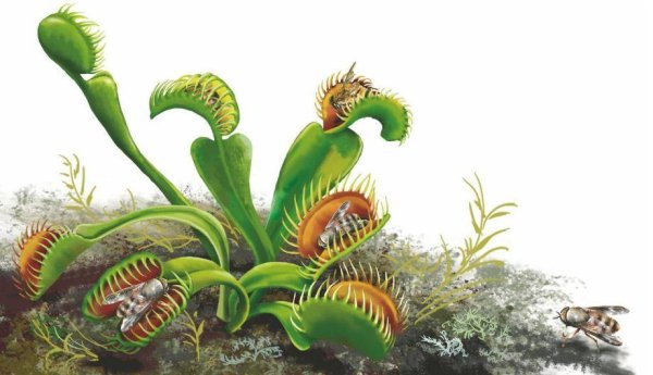 Венерина мухоловка в джунглях