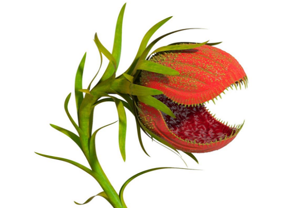 Венерина мухоловка монстр