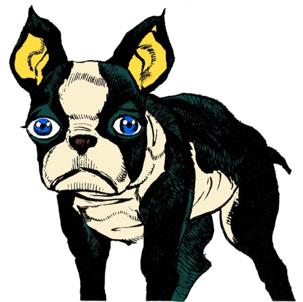 Бостон терьер Игги