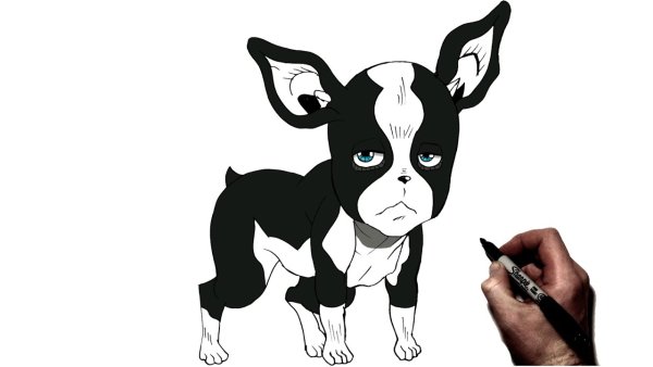 Бостон терьер Игги Джоджо