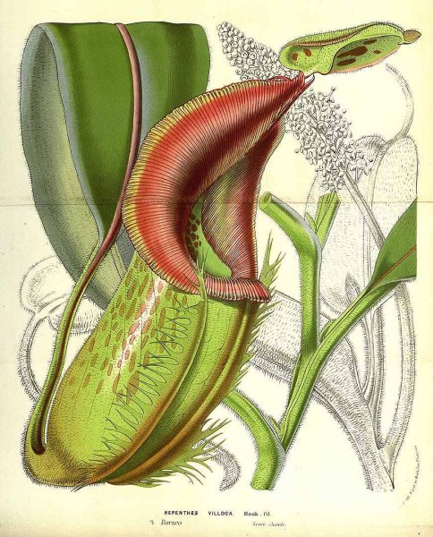 Nepenthes villosa