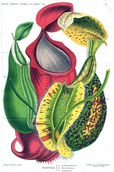 Непентес Альбомаргината