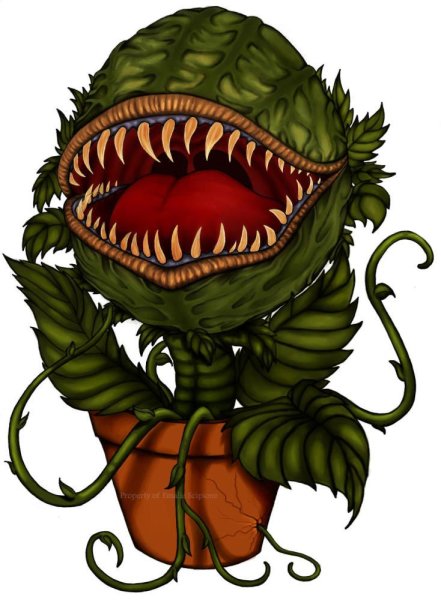 Венерина мухоловка vyjcnh