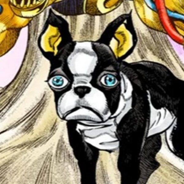 Бостон терьер Игги