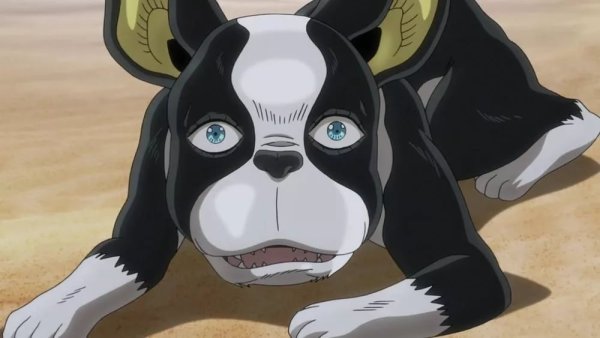 Игги собака Джоджо