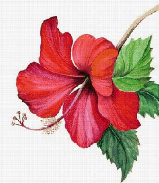 Гибискус акварель