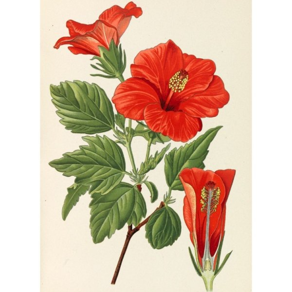 Гибискус ботаника