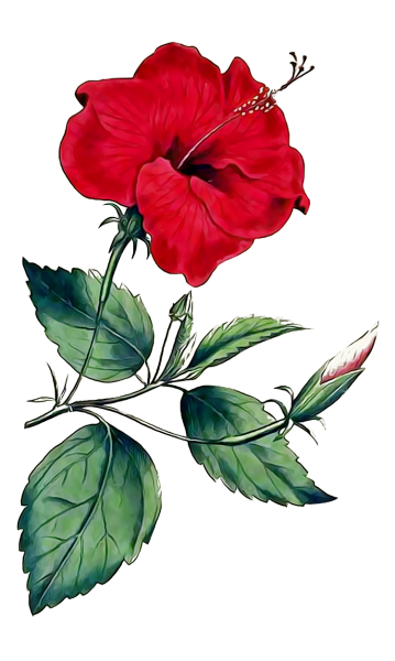 Гибискус Ботаническая иллюстрация
