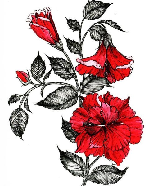 Гибискус геометризация