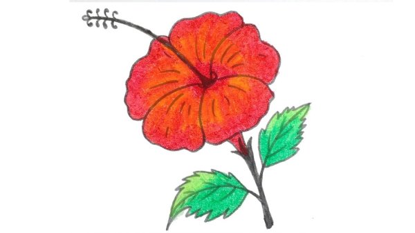 Китайская роза нарисовать