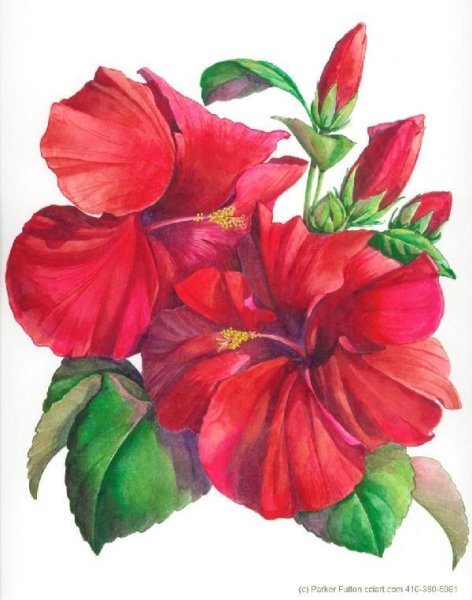 Красный гибискус акварель