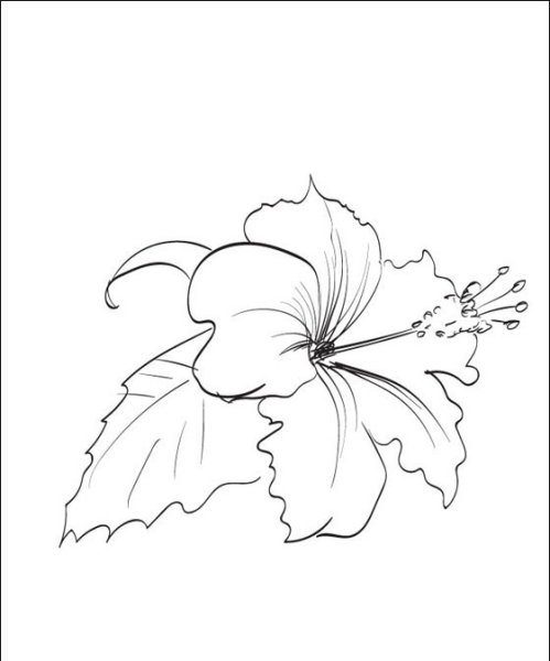 Китайская роза раскраска