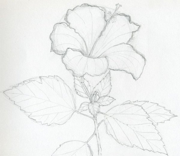 Растения карандашом для начинающих