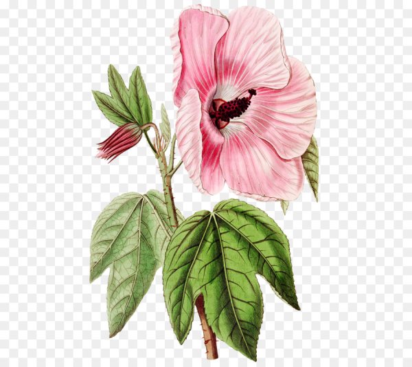 Мальва Ботаническая иллюстрация