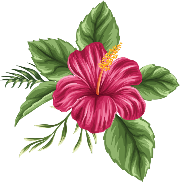 Тропические цветы гибискус