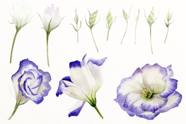 Эустома Ботаническая белая