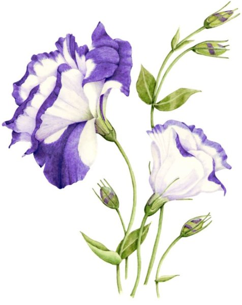 Эустома Ботаническая белая