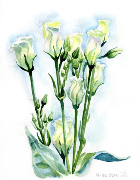 Эустома акварель