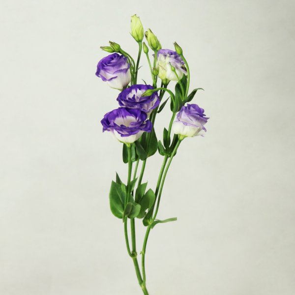 Эустома Ботаническая иллюстрация