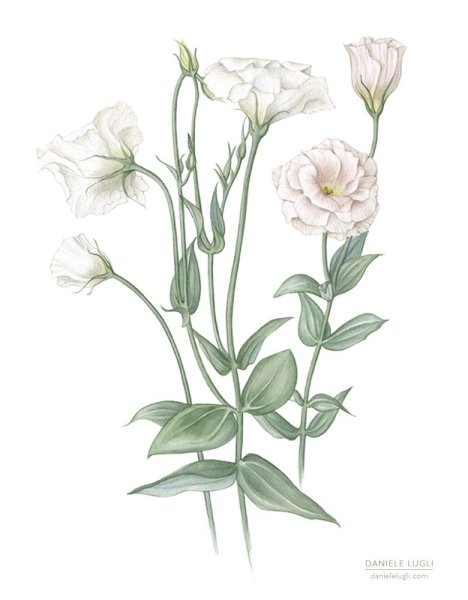 Лизиантус акварель