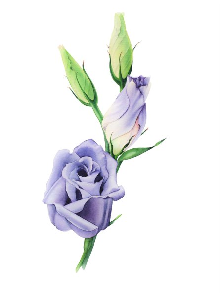 Эустома акварель