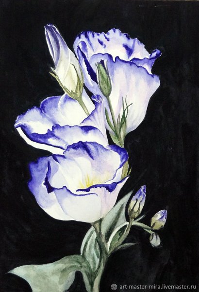 Эустома акварель