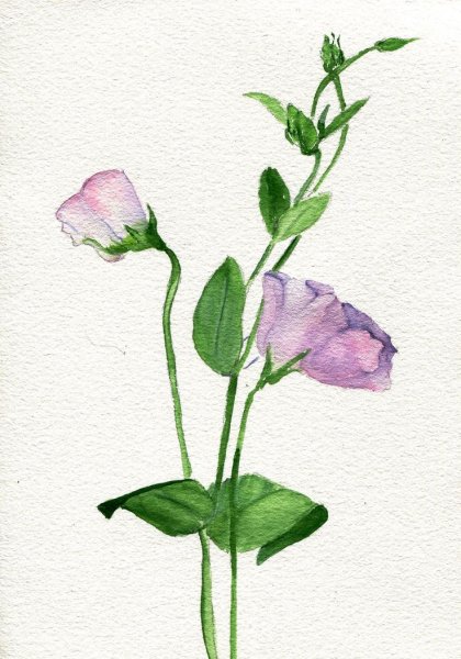 Эустома ботаника