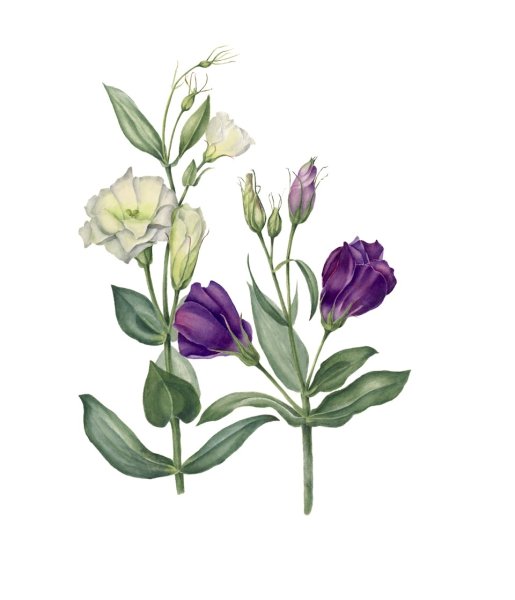 Лизиантус акварель