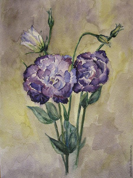 Эустома эскиз