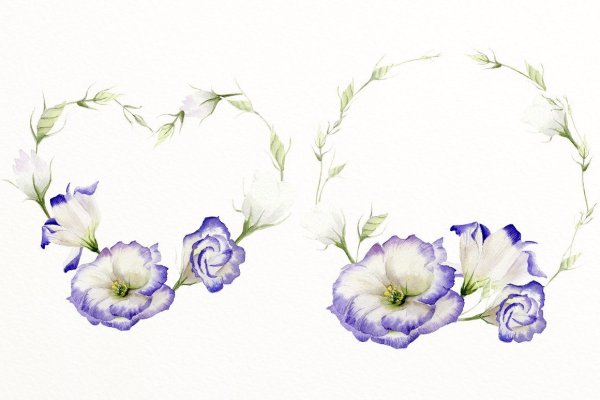 Эустома Ботаническая