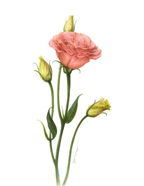 Эустома Botanic