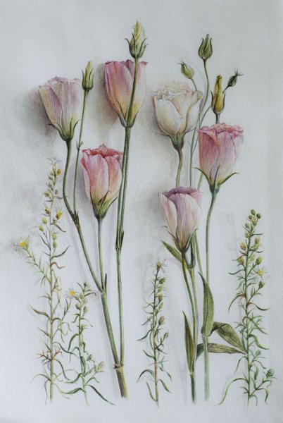 Эустома ботаник Пинк