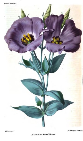 Эустома акварель